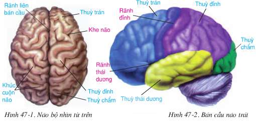 cấu tạo và chức năng của đại não