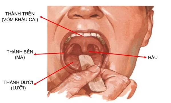 cấu tạo và chức năng của khoang miệng