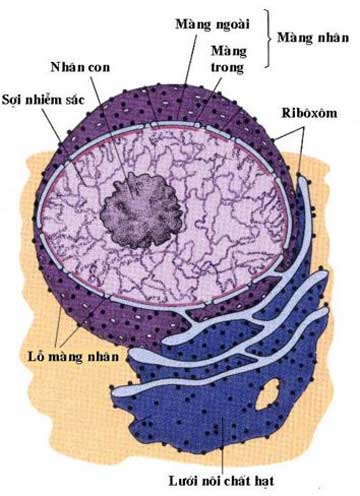cấu tạo và chức năng của nhân tế bào